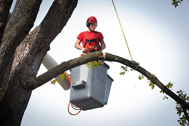 Best Hazardous Tree Removal  in Brewster Heights, NY