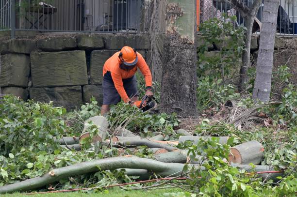 How Our Tree Care Process Works  in  Brewster Heights, NY